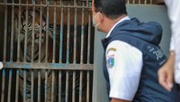 Ternyata Gubernur DKI Jakarta menyempatkan datang menjenguk warga tak baisanya ini. Kunjungannya pun dia bagikan dalam laman Instagramnya yang juga diposting oleh akun Ragunan Zoo. Anies mengatakan bahwa kondisi dua ekor warganya ini sudah membaik.