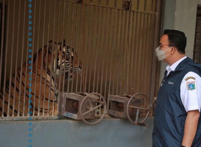 Harimau Sumatera di Ragunan Harimau Sumatera di Ragunan