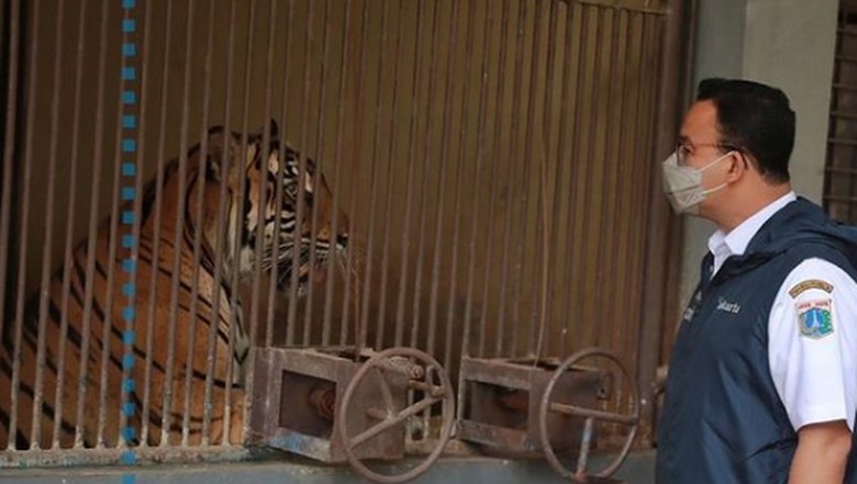 Harimau Sumatera di Ragunan Harimau Sumatera di Ragunan