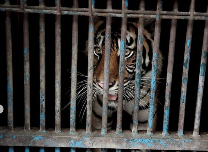 Harimau Sumatera di Ragunan Harimau Sumatera di Ragunan