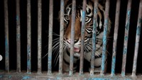 Adapun warga yang dimaksud adalah dua ekor harimau Sumatera bernama Hari dan Tino. Mereka didiagnosis positif COVID-19 15 Juli lalu.