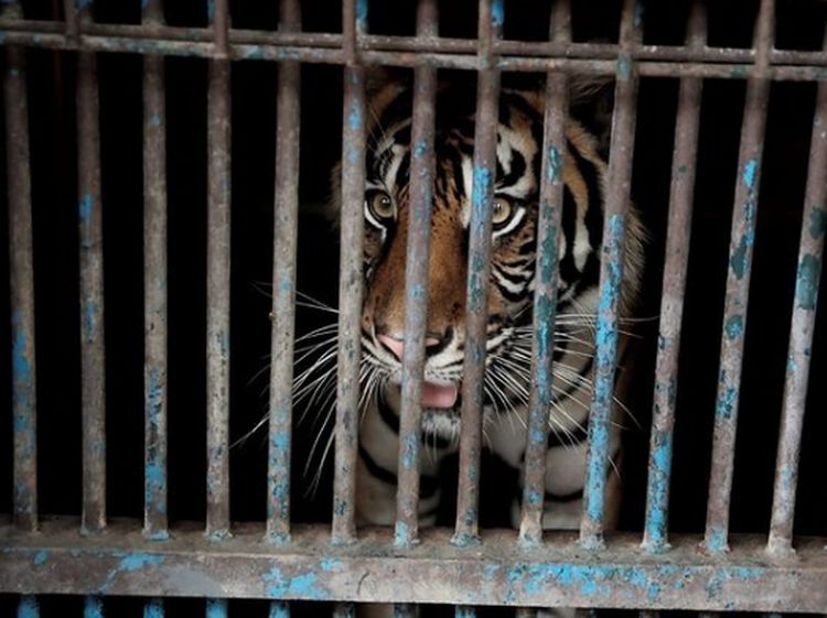 Foto: Warga Khusus DKI yang Isoman di Ragunan