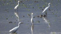 Pemandangan seperti ini jarang terjadi, burung kuntul ini turun ke pesawahan untuk mencari makan di kala sawah tersebut sedang dibajak.