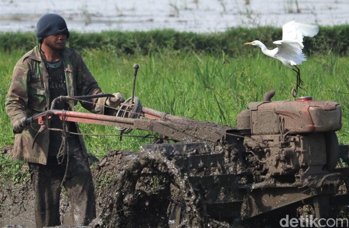 Puluhan burung kuntul mencari makan di area pesawahan yang berada di Kota Bandung. Burung kuntul kerap mencari makanan di area sawah yang tengah dibajak.