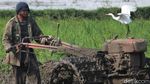 Kala Sawah di Bandung Ramai Diserbu Burung Kuntul
