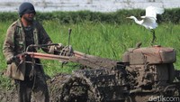 Area sawah yang dibajak menjadi salah satu lokasi favorit para burung kuntul untuk mencari makan. Pasalnya sawah yang dibajak memudahkan burung kuntul untuk mencari ikan kecil atau anak katak.