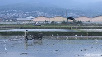 Namun, karena di kawasan Gedebage lahan peswahan sudah banyak beralih fungsi, akhirnya burung kuntul ini harus terbang cukup jauh untuk mencari makanannya.