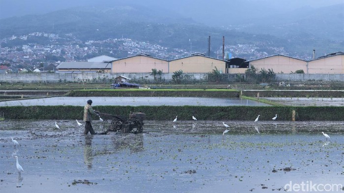 Kala Sawah di Bandung Ramai Diserbu Burung Kuntul Puluhan burung kuntul mencari makan di area pesawahan yang berada di Kota Bandung. Burung kuntul kerap mencari makanan di area sawah yang tengah dibajak.