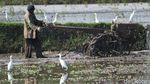 Kala Sawah di Bandung Ramai Diserbu Burung Kuntul