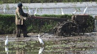 Sejumlah burung kuntul mencari makan di area pesawahan yang berada di kawasan Cinambo, Kota Bandung, Minggu (1/8/2021). 