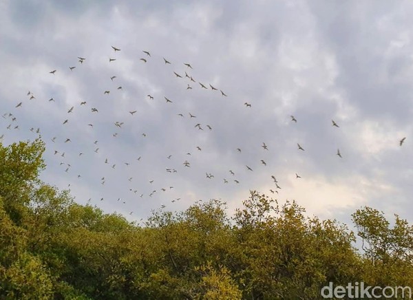 Sebuah kawasan di wilayah Situbondo seolah negeri para burung. Itu karena di wilayah ini, dihuni ribuan burung Blekok maupun beberapa jenis burung air lainnya. 