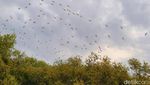 Negeri Burung dari Situbondo