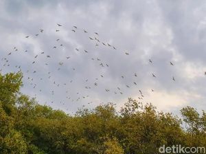 Negeri Burung dari Situbondo