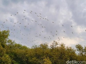 Negeri Burung dari Situbondo