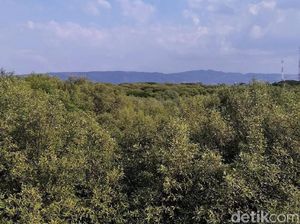 Apa Saja Fungsi Ekologi Hutan Mangrove? Ini Penjelasannya