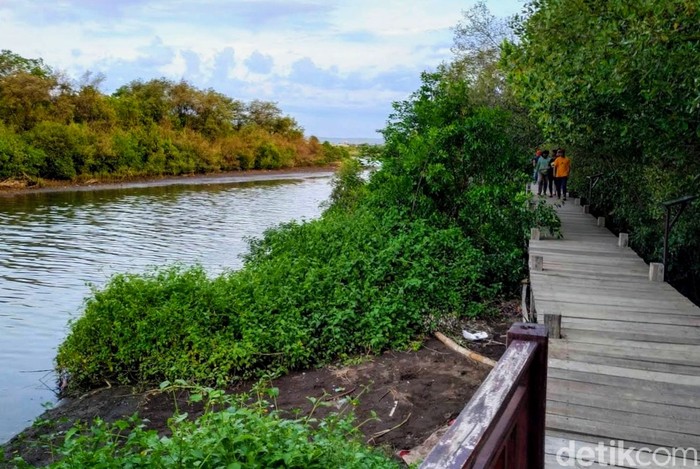 Kampung Blekok di Hutan Mangrove Situbondo Kampung Blekok di Hutan Mangrove Situbondo
