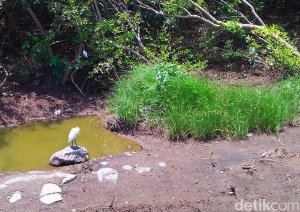 Di kawasan ini juga dihuni beragam jenis burung. Terbanyak burung blekok sawah (ardeola speciosa). Pun ada jenis yang masuk kategori dilindungi. Yakni burung Kuntul Kecil (egretta garzetta), Kuntul Kerbau (bubulcus ibis), serta Gajahan Pengala (numenius phaeopus). Di kawasan ini juga dihuni beragam jenis burung. Terbanyak burung blekok sawah (ardeola speciosa). Pun ada jenis yang masuk kategori dilindungi. Yakni burung Kuntul Kecil (egretta garzetta), Kuntul Kerbau (bubulcus ibis), serta Gajahan Pengala (numenius phaeopus).