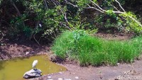 Di kawasan ini juga dihuni beragam jenis burung. Terbanyak burung blekok sawah (ardeola speciosa). Pun ada jenis yang masuk kategori dilindungi. Yakni burung Kuntul Kecil (egretta garzetta), Kuntul Kerbau (bubulcus ibis), serta Gajahan Pengala (numenius phaeopus).