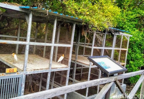 Pengamatan di lapangan, ada beberapa jenis mangrove tegakan di kawasan dengan luas total sekitar 27 hektar lebih ini. Terbanyak jenis rhizophora mucronata, rhizophora apiculata, dan avicennia marina. Pun sejumlah jenis lainnya, antara lain api-api dan sinjang. Pengamatan di lapangan, ada beberapa jenis mangrove tegakan di kawasan dengan luas total sekitar 27 hektar lebih ini. Terbanyak jenis rhizophora mucronata, rhizophora apiculata, dan avicennia marina. Pun sejumlah jenis lainnya, antara lain api-api dan sinjang.