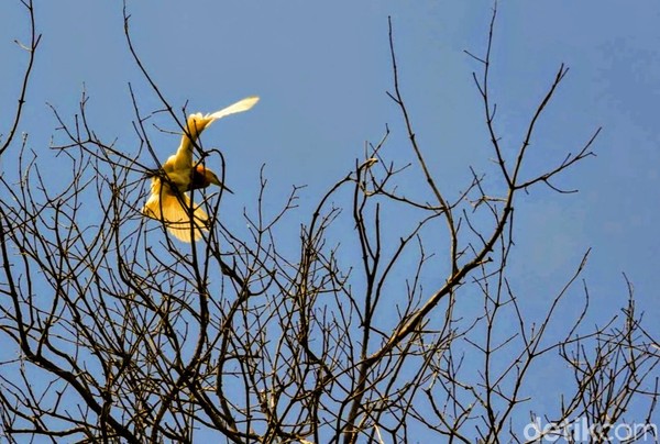 Jika ingin menikmati kawanan burung blekok terbang secara koloni, waktu paling tepat sekitar pukul 5 pagi atau 5 sore. Sebab, pada jam ini ribuan burung putih ini terbang berangkat dan pulang mencari makan ke kawasan lain.
