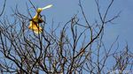 Negeri Burung dari Situbondo