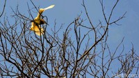 Jika ingin menikmati kawanan burung blekok terbang secara koloni, waktu paling tepat sekitar pukul 5 pagi atau 5 sore. Sebab, pada jam ini ribuan burung putih ini terbang berangkat dan pulang mencari makan ke kawasan lain.