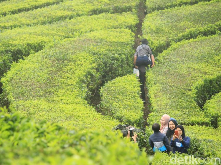 Foto: Kebun Teh Ciwidey Diserbu Warga yang Kebelet Liburan