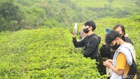 Pantauan detikJabar di lokasi video direkam, Kamis (4/5), tempat itu berada di area perkebunan teh yang tidak jauh dari jalan raya. Terdapat beberapa batu yang menonjol di wilayah tersebut (Foto: Muhammad Iqbal/detikTravel)