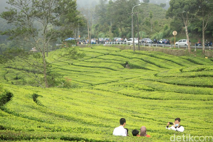 Kebun Teh Ciwidey Kebun Teh Ciwidey