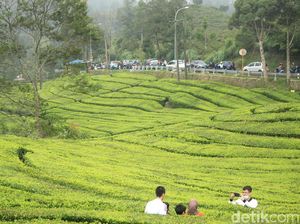 Intip Proses Pucuk Daun Menjadi Minuman dengan Wisata Kebun Teh
