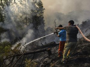 Potret Warga Berjibaku Padamkan Kebakaran Hutan di Turki