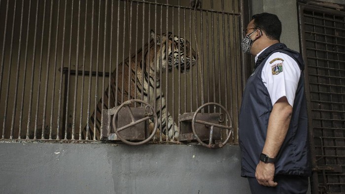 Kabar dua ekor harimau di Ragunan terpapar virus Corona curi atensi publik. Diketahui, ini bukan kali pertama kasus infeksi virus Corona ditemukan pada hewan.