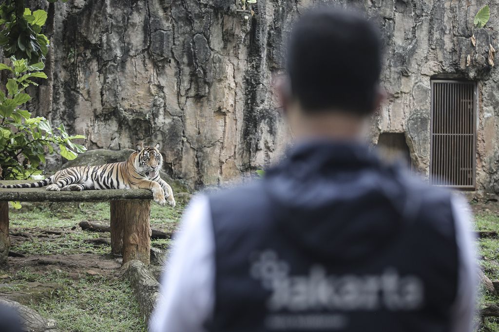 Kabar dua ekor harimau di Ragunan terpapar virus Corona curi atensi publik. Diketahui, ini bukan kali pertama kasus infeksi virus Corona ditemukan pada hewan.