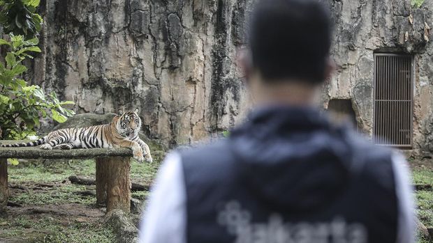 Kabar dua ekor harimau di Ragunan terpapar virus Corona curi atensi publik. Diketahui, ini bukan kali pertama kasus infeksi virus Corona ditemukan pada hewan.