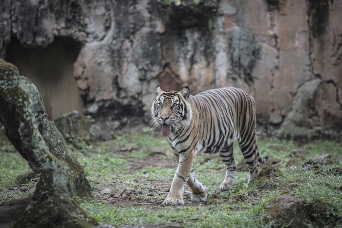Kabar dua ekor harimau di Ragunan terpapar virus Corona curi atensi publik. Diketahui, ini bukan kali pertama kasus infeksi virus Corona ditemukan pada hewan.