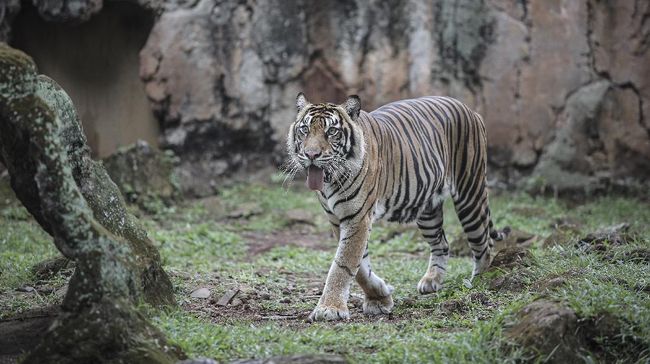 Ragunan Tegaskan Kondisi Harimau Normal, Ungkit Pernah Diserang Isu Beruang  Kurus