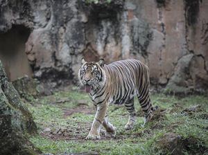 Kalau Pakan Diambil, Pramono Keluarkan Harimau dari Kandangnya di Ragunan