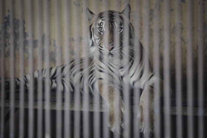 Kabar dua ekor harimau di Ragunan terpapar virus Corona curi atensi publik. Diketahui, ini bukan kali pertama kasus infeksi virus Corona ditemukan pada hewan.