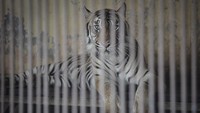 Sejumlah hewan diketahui memang rentan terpapar virus Corona. Selain dua ekor harimau di Ragunan, kucing hingga gorila pun pernah dikabarkan terpapar virus Corona. ANTARA FOTO/Dhemas Reviyanto.