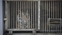 Salah satu Harimau Sumatra yang terpapar COVID-19, Tino berada di dalam kandang Taman Margasatwa Ragunan (TMR), Jakarta, Minggu (1/8/2021). ANTARA FOTO/Dhemas Reviyanto