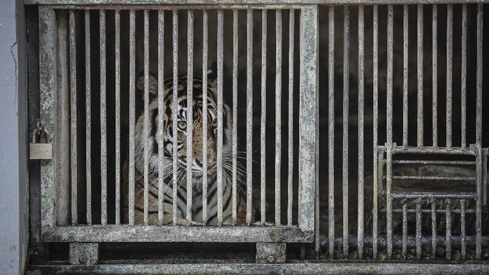 Kabar dua ekor harimau di Ragunan terpapar virus Corona curi atensi publik. Diketahui, ini bukan kali pertama kasus infeksi virus Corona ditemukan pada hewan.