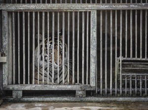 2 Harimau Terpapar Corona di Ragunan Bakal Jalani Swab PCR Lagi