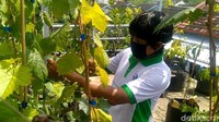 Usaha game center yang dirintis  sejak tahun 2010 gulung tikar terdampak pandemi virus Corona atau COVID-19. Namun Adly tidak putus asa, ia kini kembali melakoni hobi menanam anggur yang ternyata juga bisa mendatangkan penghasilan.