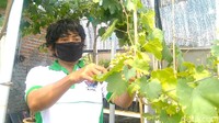 Sejak tahun 2010 gulung tikar terdampak pandemi virus Corona atau COVID-19. Namun Adly tidak putus asa, ia kini kembali melakoni hobi menanam anggur yang ternyata juga bisa mendatangkan penghasilan. Dlam satu bulan ia dapat meraup untung Rp 6 juta hingga Rp 9 juta.