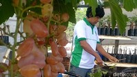Ditemui detikcom, warga Pekalongan, Adlynatha (42) di Perumahan GSM Kebunagung, Kajen, Pekalongan, Senin (2/8/2021), tampak sedang merawat tanaman anggur.