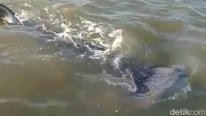 Kawanan hiu paus kembali tampak di perairan dangkal Pasuruan. Hiu paus ini berenang bergerombol 5-10 ekor.