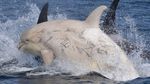 Menakjubkan! Penampakan Paus Pembunuh Albino Langka di Jepang