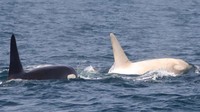 Gojiraiwa Kanko Whale Watching mengaku sangat senang dengan penemuan ini, sebabnya sudah lebih dari 2 tahun mereka tidak melihat orca albino di alam. (dok. Gojiraiwa Kanko Whale Watching)