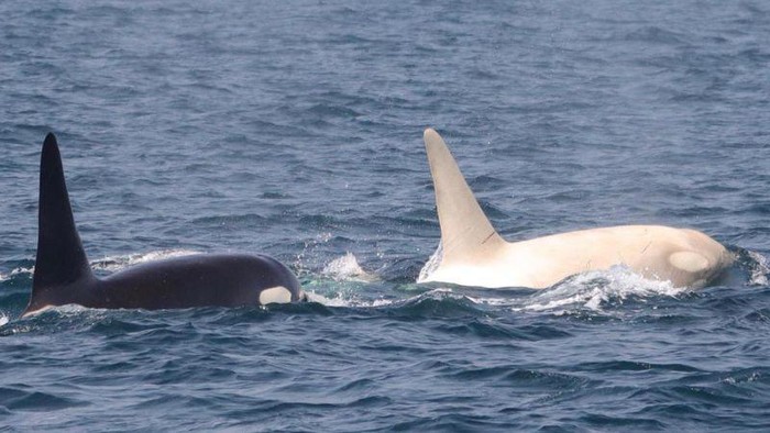 Orca Albino Orca Albiino ditemukan di Jepang