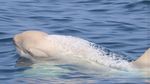 Menakjubkan! Penampakan Paus Pembunuh Albino Langka di Jepang